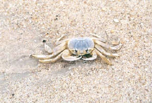 obxcrab.jpg