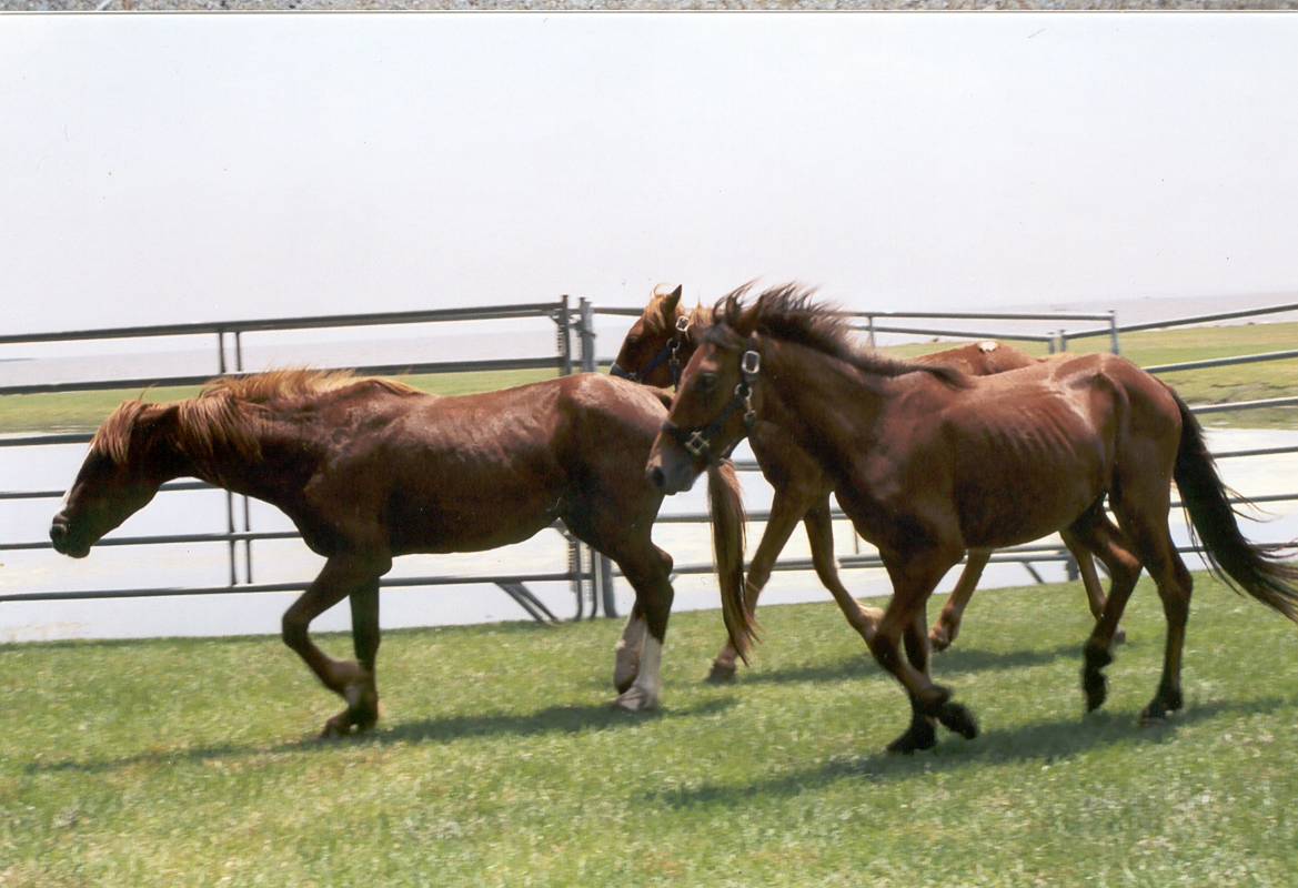 corolla_yearlings.jpg